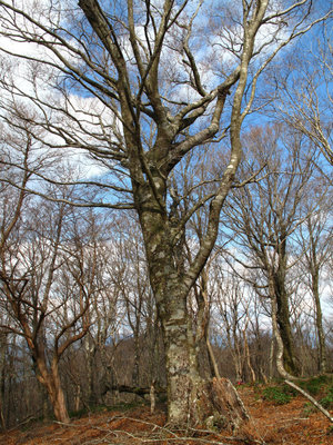 IMG_4464.jpg (574.13 KiB) 閲覧された回数 7511 回 ブナ林