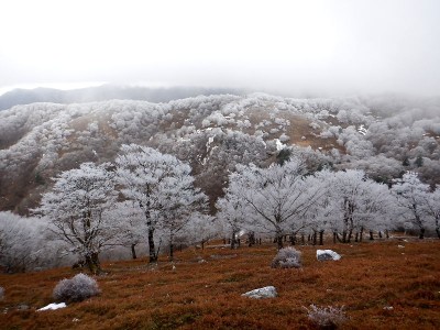 11/25ヒキウス平の積雪前の霧氷