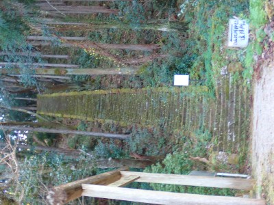 白山比咩神社の参道