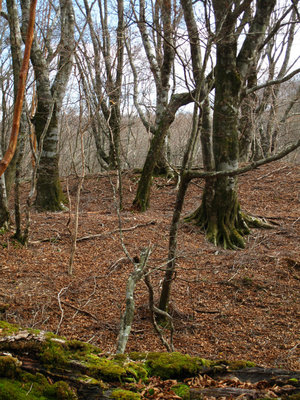 IMG_4466.jpg (551.34 KiB) 閲覧された回数 7213 回 秋の道