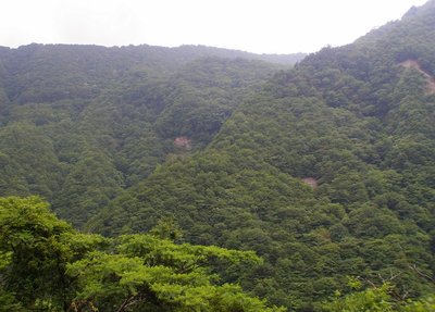 奥ノ平谷右岸道（金谷～ワサビ谷周辺）