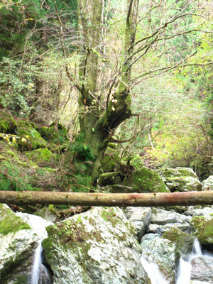 IMG_4418.jpg (493.3 KiB) 閲覧された回数 6285 回 伐採地への渡渉地点の目印の木