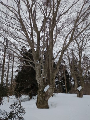 P885シンボルツリー