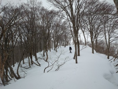 雰囲気の良いブナ林