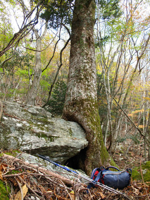 伐採地上のこしかけのモミノキ