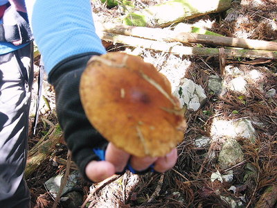 キノコ.JPG (170.33 KiB) 閲覧された回数 5309 回 ● このキノコちゃんは 食べれるかなあ