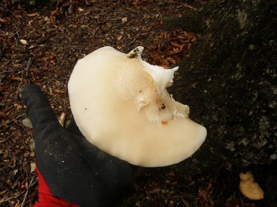 ぎょぇ～！こんな大きなブナシメジ！放射能の影響!?