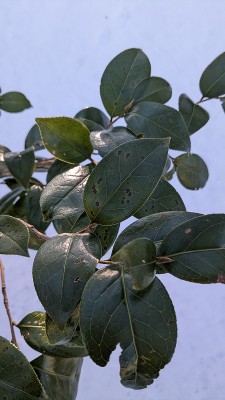 PXL_20240209_005004448.jpg (294.86 KiB) 閲覧された回数 11272 回 ヒメモチ