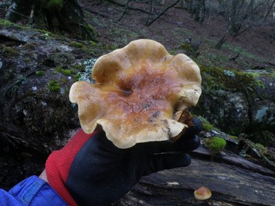 こんな大きなナメコ見たことない!!（この樹は大きなナメコを育てるいい樹）。