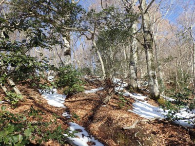 最初からブナが出てくる