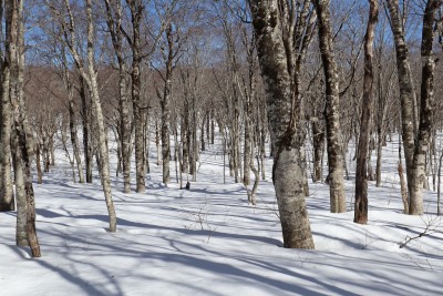一面の山毛欅の森.jpg (574.91 KiB) 閲覧された回数 12233 回 雪原はブナも森となっている
