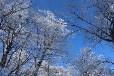 初霧氷.jpg (739.99 KiB) 閲覧された回数 12235 回 久しぶりの霧氷