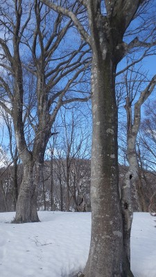 P2180538.jpg (419.35 KiB) 閲覧された回数 7480 回 台地のブナから・655ピーク