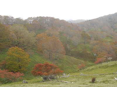 今年のダメだった紅葉