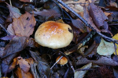 最初に出会ったきのこ