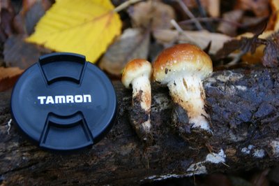 DSC04877.jpg (115.89 KiB) 閲覧された回数 2929 回 同じきのこの幼菌おいしそう