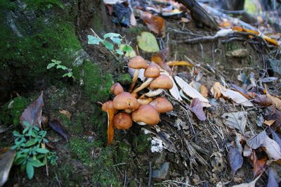 DSC04878.jpg (195.27 KiB) 閲覧された回数 2929 回 クリタケ?