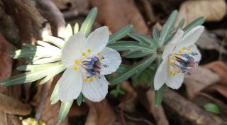 春の訪れのセツブンソウ