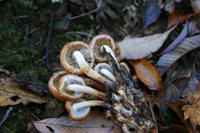 DSC04879.jpg (147.07 KiB) 閲覧された回数 2929 回 クリタケ?裏から