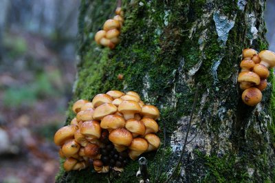 DSC04886.jpg (171.65 KiB) 閲覧された回数 2929 回 待望のなめこ