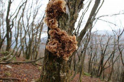 DSC04888.jpg (146.8 KiB) 閲覧された回数 2925 回 ぶよぶよぐにゅぐにゅ