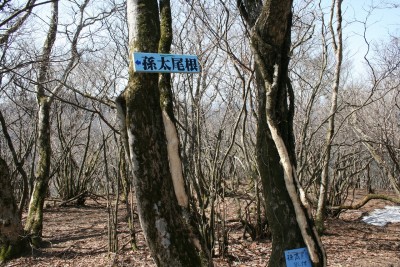 このプレート、全く記憶にありません