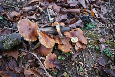 エノキタケ？？