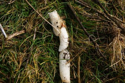 DSC04895.jpg (250.55 KiB) 閲覧された回数 2925 回 スッポンタケ