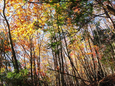 ● モミジが青空に映える、風で落葉が舞うよ