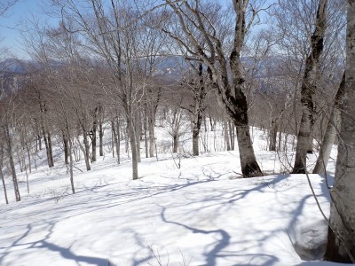 山毛欅の森.jpg (586.83 KiB) 閲覧された回数 11771 回 山毛欅が至る所に広がっている!