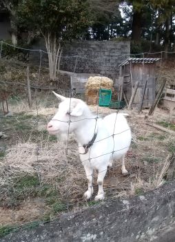ヤギ１s.jpg