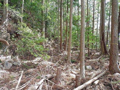 2024-03-20_11-23-45.jpg (314.32 KiB) 閲覧された回数 2767 回 530m地点の平場(京良谷駅跡)