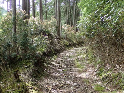 P5020023.jpg (152.23 KiB) 閲覧された回数 4362 回 高見峠への道