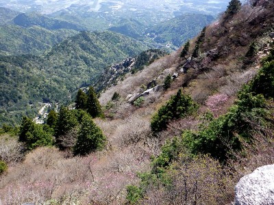 20240428-10.jpg (199.2 KiB) 閲覧された回数 6624 回 4/28御在所中道