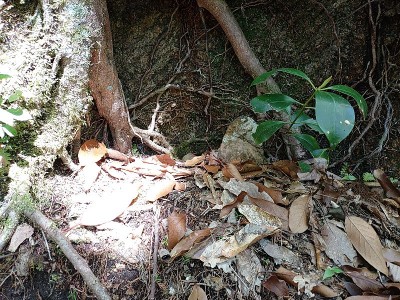 2024-05-05_09-45-50.jpg (257.22 KiB) 閲覧された回数 4425 回 後ろの岩の右上の穴の石仏①