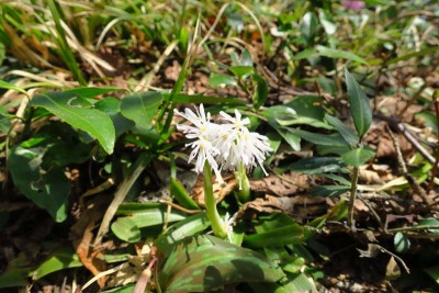 白いショウジョウバカマ