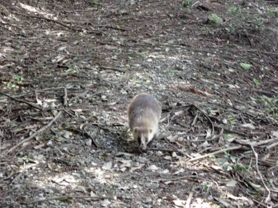 P5090007.jpg (106.25 KiB) 閲覧された回数 4641 回 大定峠のタヌキ