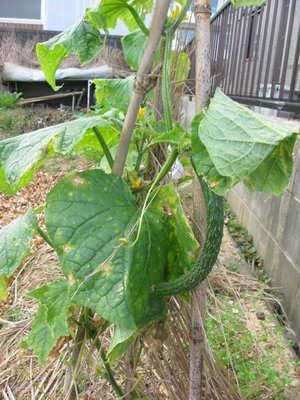 ● おそがけに植えたキュウリが実ったよ、食べ納めだワン