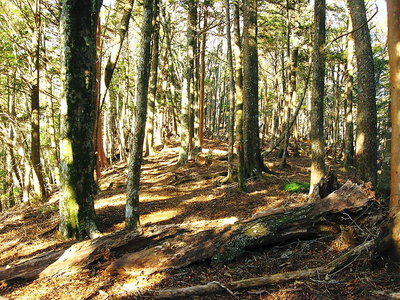 ● 一度刈られたんだろうな、いろんな樹が混ざる尾根