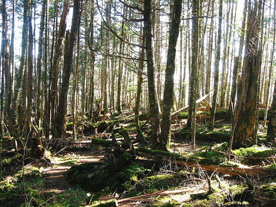 ● 痩せたトウヒの森だ、大井川鉄道は材の切り出しダモンな