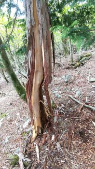 クマがはぎ取った木