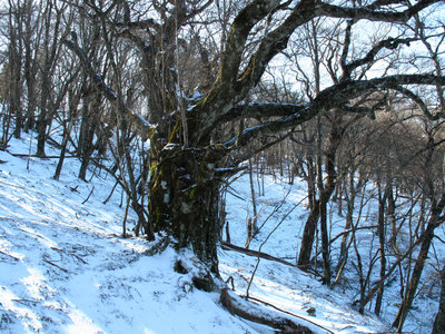 ゴルゴーンの木