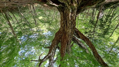 大きくすると正立します・・・