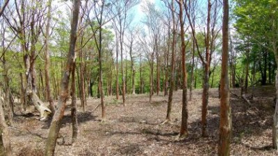 ヒメシャラの群生地