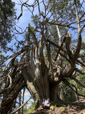 アラビアンナイトに出てくる怪鳥が降り立ちそう。光砥山へ登る尾根で。