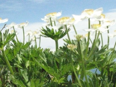 IMG_4640.jpeg (90.19 KiB) 閲覧された回数 5703 回 ハクサンイチゲ