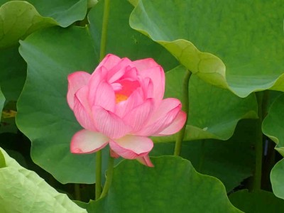 P6260033.jpg (40.31 KiB) 閲覧された回数 7192 回 光法池のハス