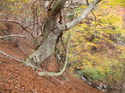 古木と念仏滝