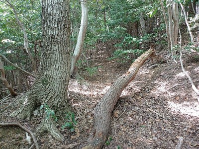 2024-08-03_14-21-37.jpg (297.94 KiB) 閲覧された回数 10129 回 牛廻しからの尾根沿いの牛道