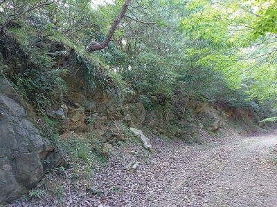 2024-08-03_14-31-29~2.jpg (277.25 KiB) 閲覧された回数 10127 回 林道に合流して切通しへ